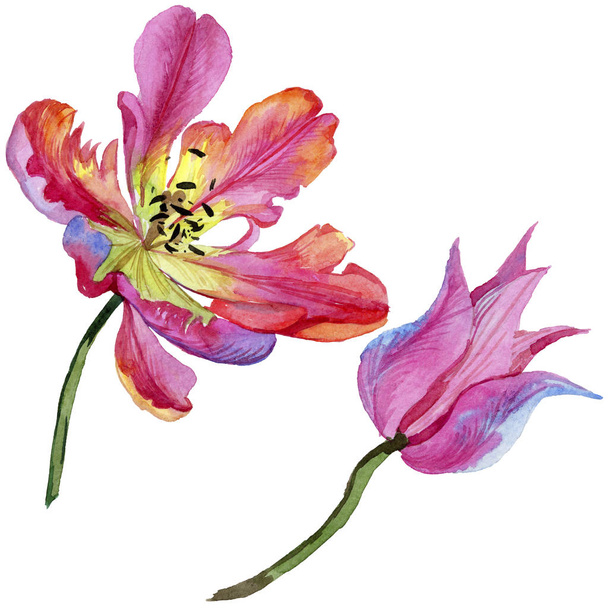 Tulipan różowy lato. Botaniczny kwiat kwiatowy. Wiosna dzikiego wildflower liść na białym tle. - Zdjęcie, obraz
