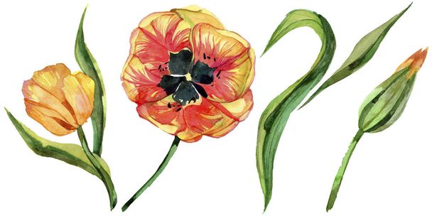 Colorido tulipán de verano. Flor botánica floral. Flor silvestre de hoja de primavera aislada
. - Foto, imagen