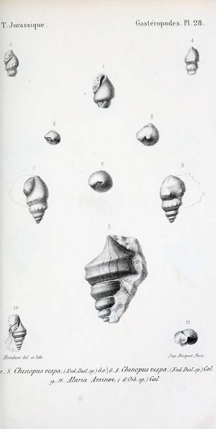 Fosiller Illustration. Eski resim - Fotoğraf, Görsel