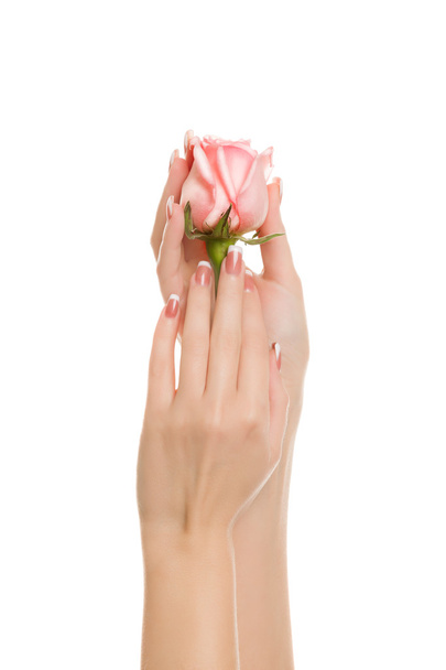 Women's beautiful hands hold a tender pink rose - Foto, Imagen