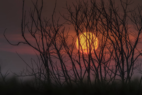 Spooky halloween background with silhouette trees on mountain at sunset. - Photo, Image