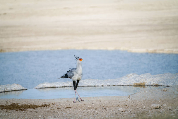 Titkárnő madár (Sagittarius serpentarius), törökülésben által például víznyelő, Etosha nemzeti parkban, Namíbia. - Fotó, kép