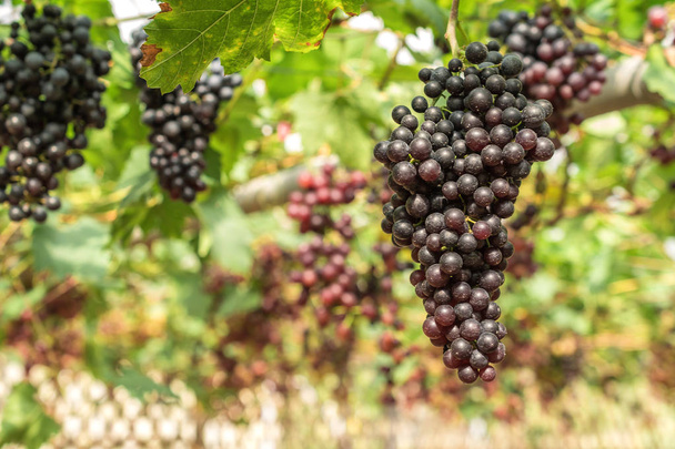 Vista tonificada de grandes cachos de uvas de vinho tinto
. - Foto, Imagem