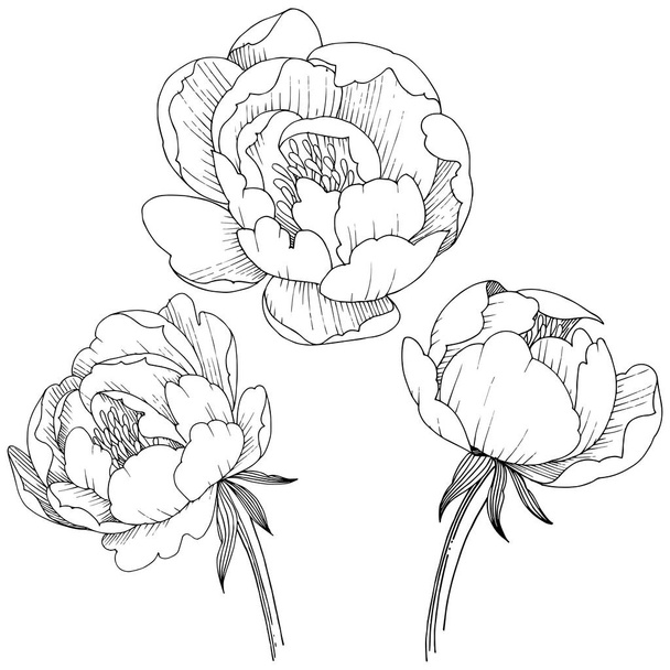 Pünkösdi rózsa virág elszigetelt vektor stílusban. A növény neve: bazsarózsa. Vektor virág a háttér textúra, burkoló minta, keret vagy határ. - Vektor, kép