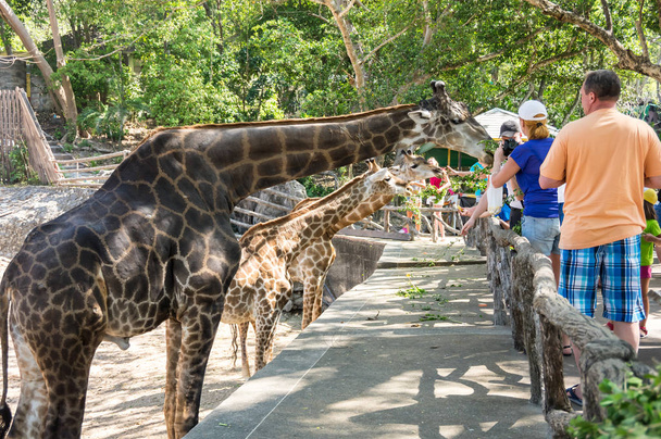 PATTAYA, THAILAND - FEBRUARY 01, 2017: View of tourists feeding giraffes in Khao Kheow Open Zoo in Pattaya, Thailand - Foto, afbeelding