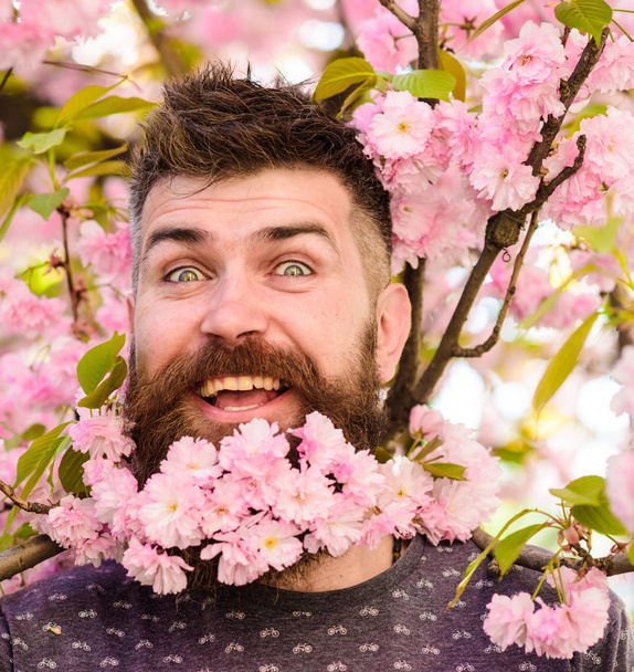 Man with beard and mustache on surprised face near pink flowers, close up. Hipster with sakura blossom bouquet in beard. Bearded man with sakura on background, defocused. Barber and hair care concept - Foto, Bild