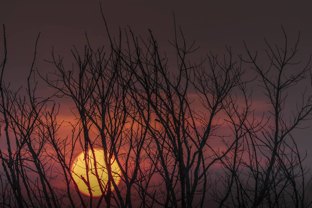 Strašidelné halloween pozadí silueta stromy na hoře při západu slunce. - Fotografie, Obrázek