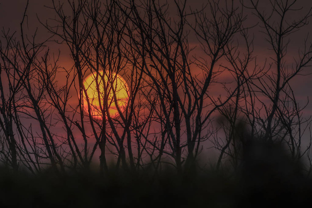 Přírodní barevné pozadí s siluety stromů na hoře v atmosféře slunce nebe. - Fotografie, Obrázek
