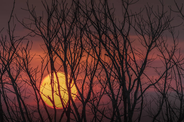 Spooky halloween background with silhouette trees on mountain at sunset. - Photo, Image