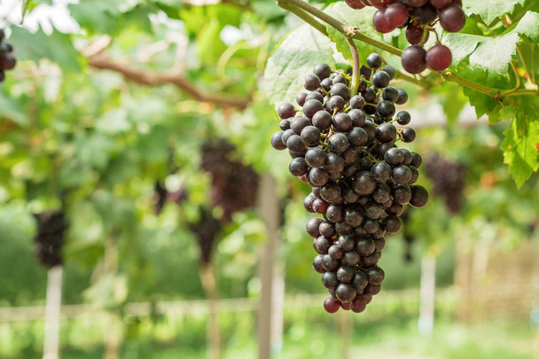 Dikke trossen rode wijn druiven opknoping van de wijnstokken met groene bladeren. - Foto, afbeelding