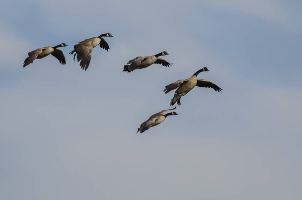 Flock of Canada Geese Coming in for Landing in a Blue Sky - Photo, Image