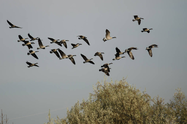 Стая канадских гусей, летающих над осенним болотом - Фото, изображение