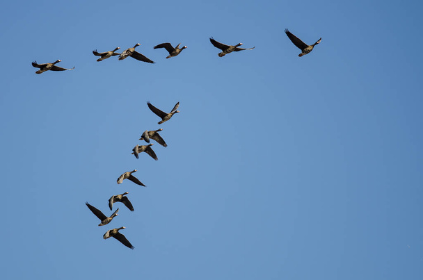 Стая больших белолобых гусей, летающих в голубом небе
 - Фото, изображение