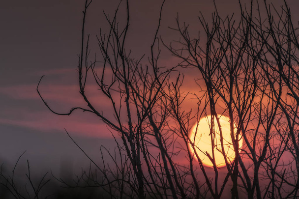 Barevné pozadí s silueta stromy na hoře při západu slunce. - Fotografie, Obrázek