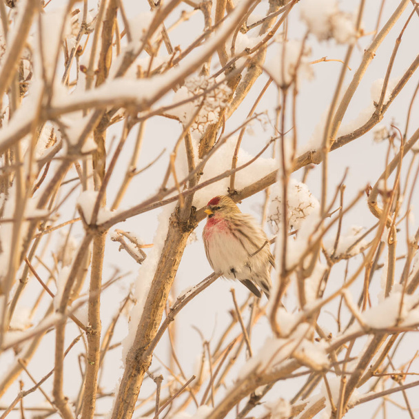 Czeczotka ptak siedzi na drzewie pokryte śniegiem. - Zdjęcie, obraz