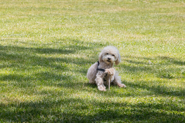 little white poodle dog playing in the grass with a stick in Portugal - Фото, изображение