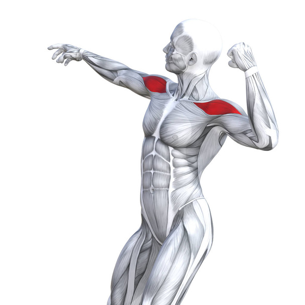Koncept konceptuální 3d ilustrace hrudníku nevejde silné lidské anatomie nebo anatomické a tělocvična sval izolované, bílé pozadí pro zdraví těla s šlachy, abs, biologické vhodnosti lékařské svalový systém - Fotografie, Obrázek