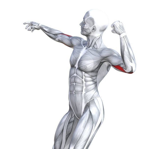 Koncept konceptuální 3d ilustrace hrudníku nevejde silné lidské anatomie nebo anatomické a tělocvična sval izolované, bílé pozadí pro zdraví těla s šlachy, abs, biologické vhodnosti lékařské svalový systém - Fotografie, Obrázek