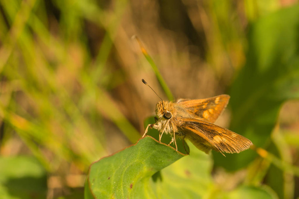 Μακροεντολή από μια πεταλούδα μεγάλη skipper ακουμπά σε ένα φύλλο. - Φωτογραφία, εικόνα