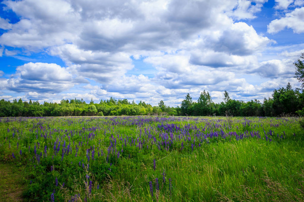 Summer field with flowers of lupines - Φωτογραφία, εικόνα