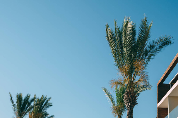 kokosové palmy a budova, krásná obloha s jemným zaostření a nad světlem na pozadí - Fotografie, Obrázek