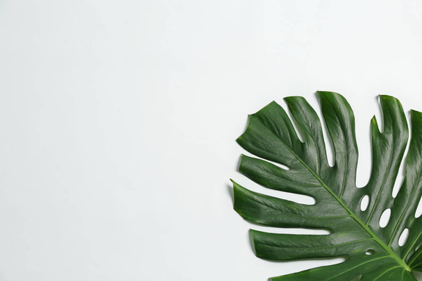 Beautiful tropical leaf on white background - Фото, зображення