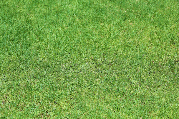 Зелений газон в саду в сонячний день
 - Фото, зображення