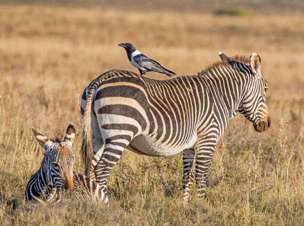 Pied Crow perches on back of Cape Mountain Zebra in Southern African Savannah - Photo, Image