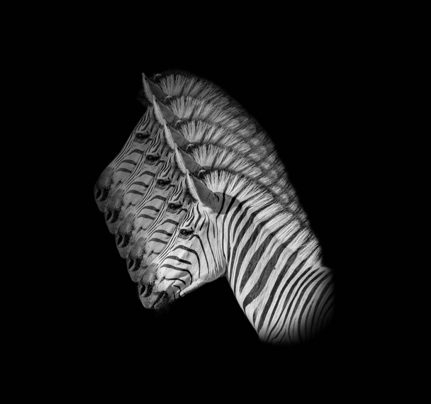 Stagger layered monochrome portrait of Zebra on black background - Photo, Image
