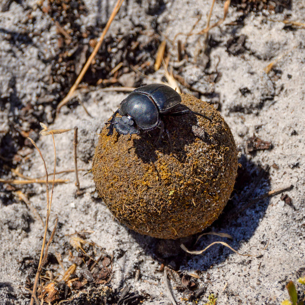 Scarabeo sterco scanalato verde sulla palla di sterco in Africa meridionale
 - Foto, immagini