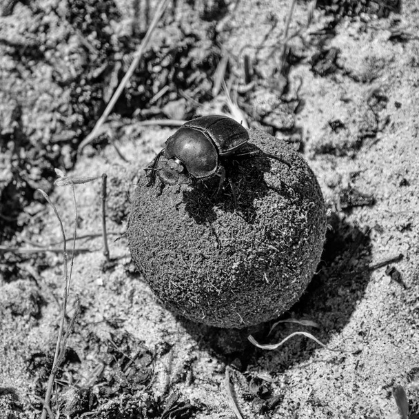 Monochrome photo of Green Grooved Dung Beetle on a dungball in Southern Africa - Photo, Image