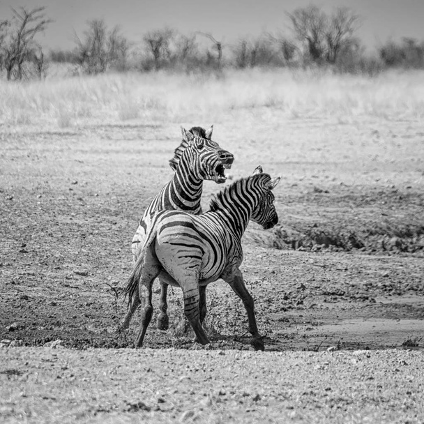 photo monochrome de Zèbres combattant dans la savane namibienne
 - Photo, image