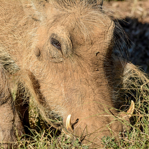 Warthog eating on lawn in Southern African savanna - Foto, afbeelding