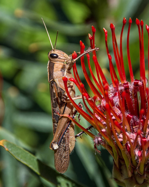 Close up van tuin Locust op Leucospermum lineare bloem - Foto, afbeelding