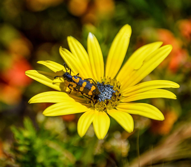 Spotted Blister Beetle on yellow daisy, South Africa - Photo, Image