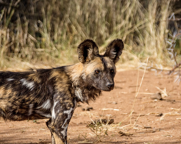 close up de cão selvagem africano na savana da Namíbia
 - Foto, Imagem