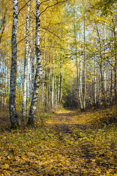 A road through the golden trees in the forest on a sunny day, Riga, Latvia - 写真・画像