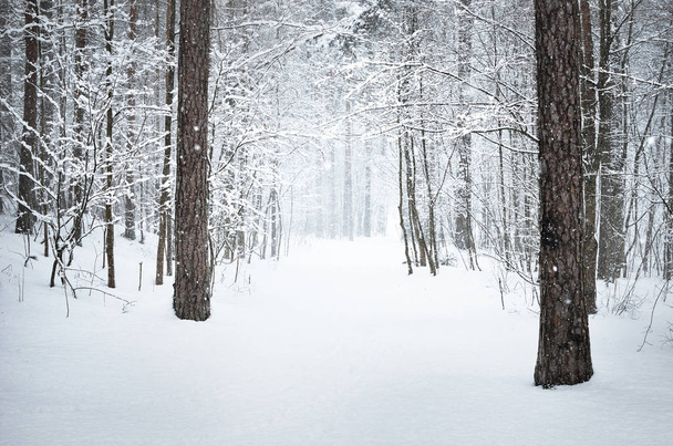 Uitzicht op winter bos met verse dalende sneeuw in Letland - Foto, afbeelding