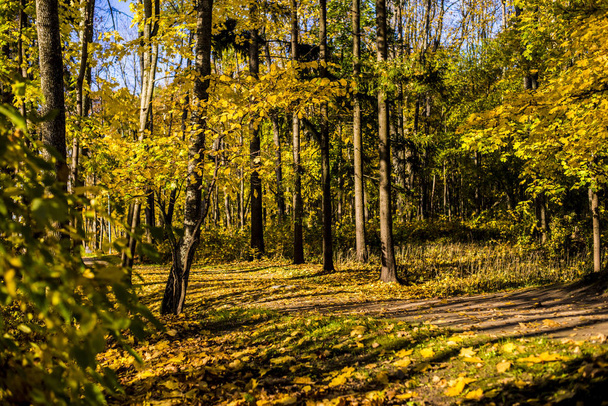 Pohled barevné podzimní les za jasného dne, Koknese, Lotyšsko - Fotografie, Obrázek