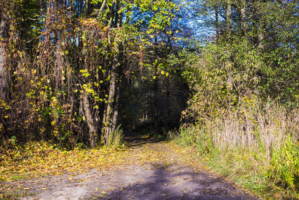 Une route à travers les arbres dorés dans la forêt par une journée ensoleillée, Riga, Lettonie
 - Photo, image