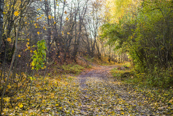 Un camino a través de los árboles dorados en el bosque en un día soleado, Riga, Letonia
 - Foto, Imagen