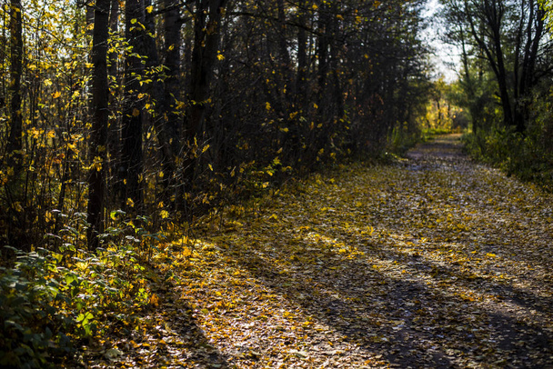 Uma estrada através das árvores douradas na floresta em um dia ensolarado, Riga, Letônia
 - Foto, Imagem