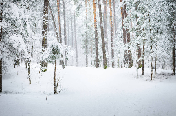 新鮮な雪の厚い層の下で冬の森のパス - 写真・画像