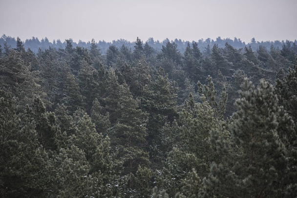 Zataženo zimní den v borovým lesem. Lotyšsko - Fotografie, Obrázek