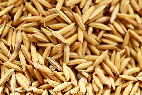 grain de riz dans la ferme, jasmin jaune riz mûr
  - Photo, image
