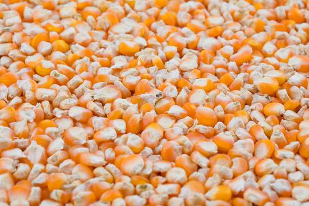 Terveet kuivatut maissinsiemenet tunnetaan myös nimellä Makki, maissinsiemenet tai maissipavut. - Valokuva, kuva