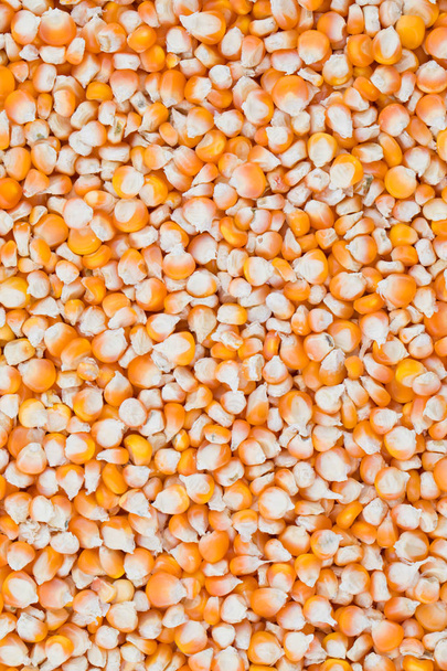 Sağlıklı kurutulmuş mısır tohumları Makki, mısır tohumu veya mısır fasulyesi olarak da bilinir.. - Fotoğraf, Görsel