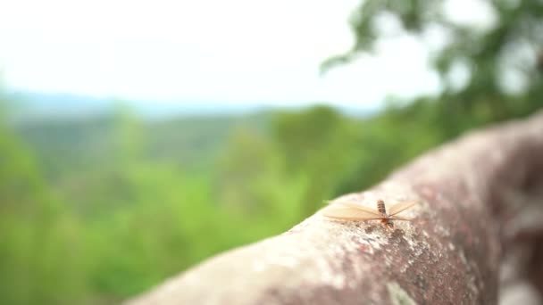 gevleugelde termieten ontstaan na een neerslag en in de avond - Video