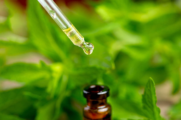 Mátový olej kape do lahve na rozmazané pozadí přírodní zelené - Fotografie, Obrázek