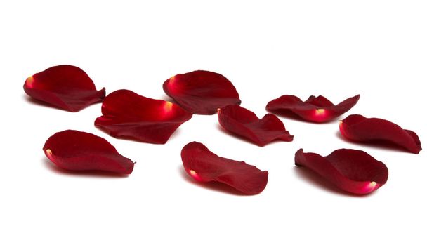 rode rozenblaadjes geïsoleerd op witte achtergrond - Foto, afbeelding